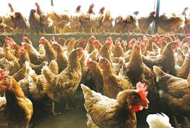 کود مرغی پلت