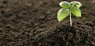 کود مرغی گوشتی