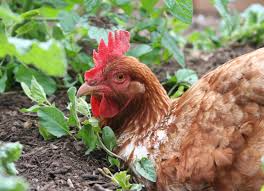 کود مرغی پلت شده