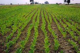 کود مرغی خام