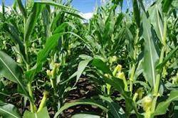 کود مرغی خوراک دام