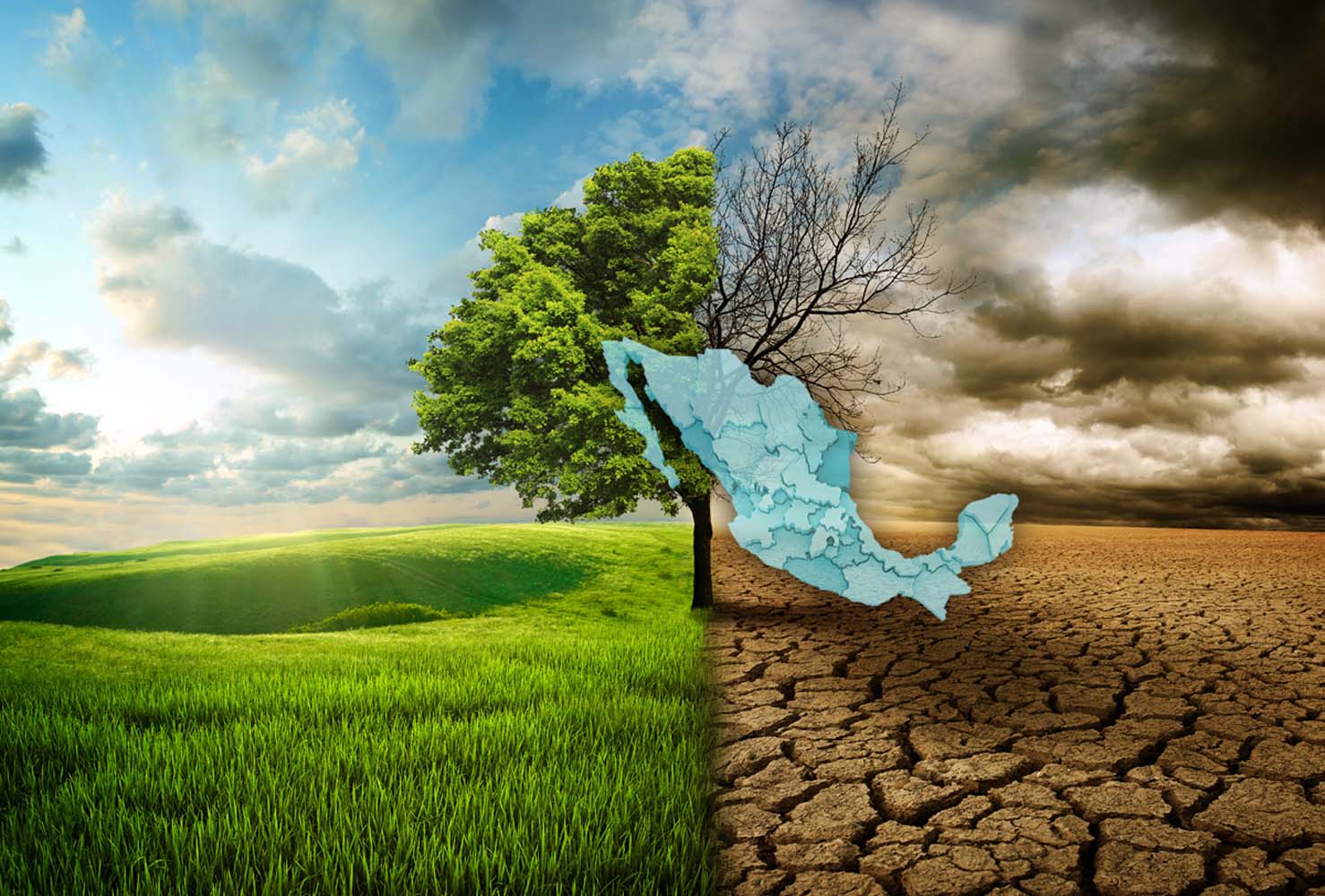 قیمت کود مرغی