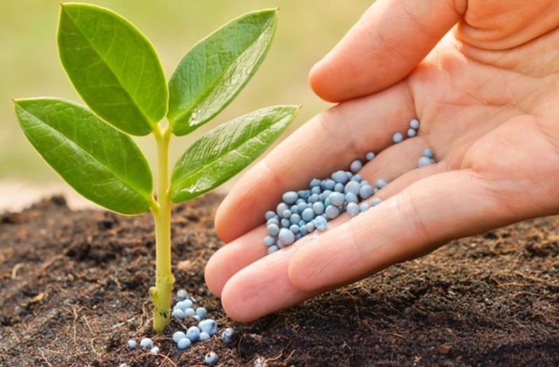 قیمت کود کامل