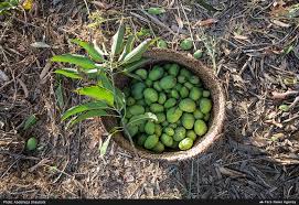 خرید کود اسید هیومیک