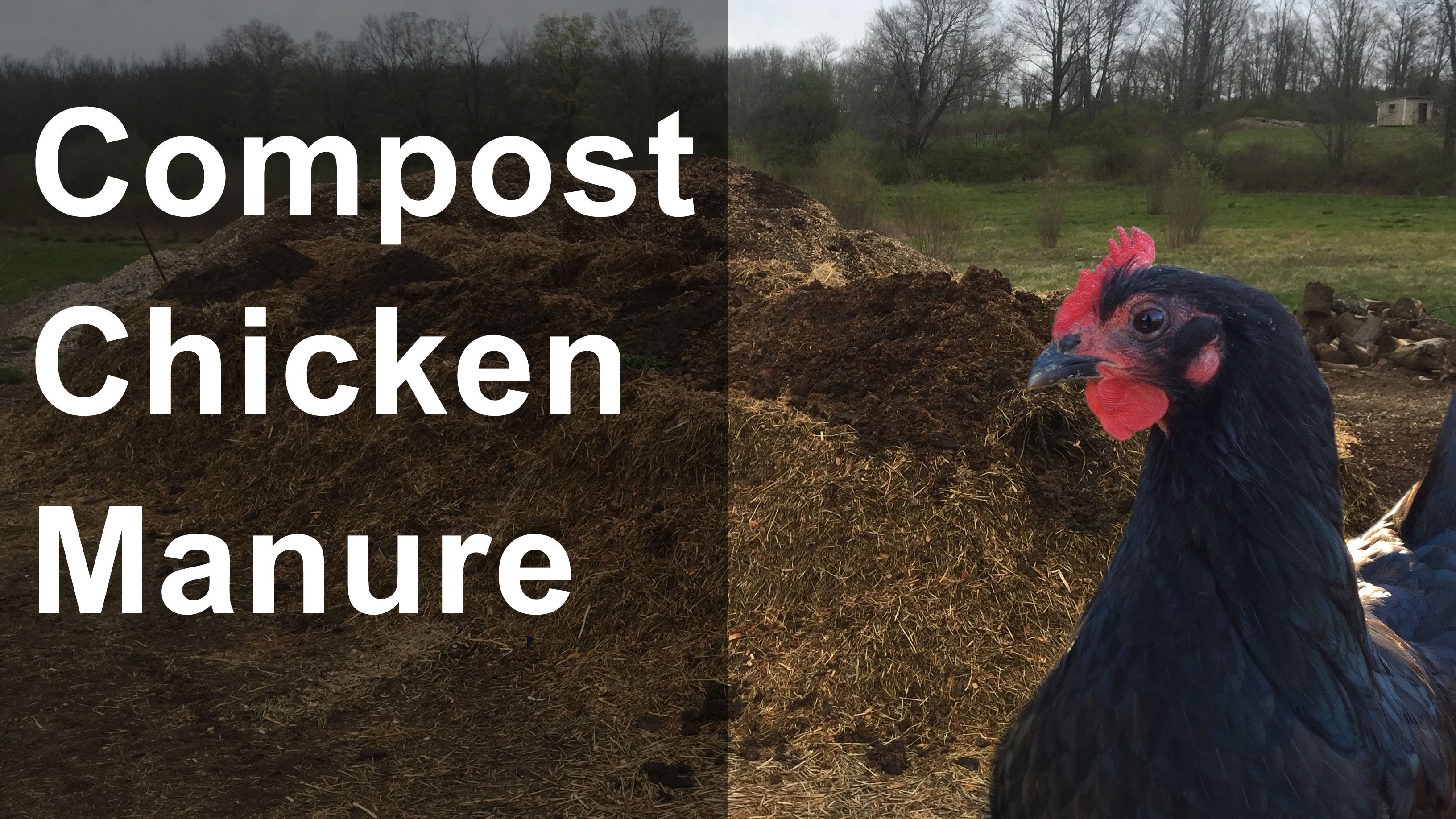 فروش کود مرغی فله