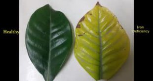 کود آهن کلاته