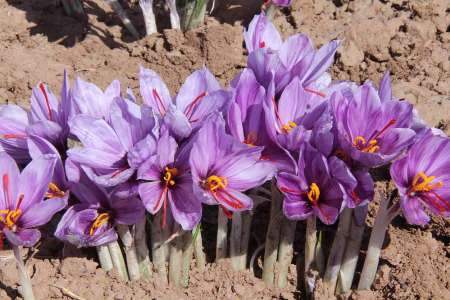 کود مرغی برای زعفران