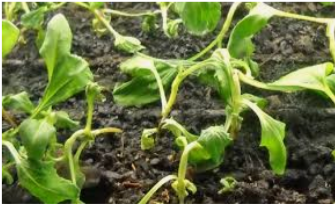 مضرات کود مرغی