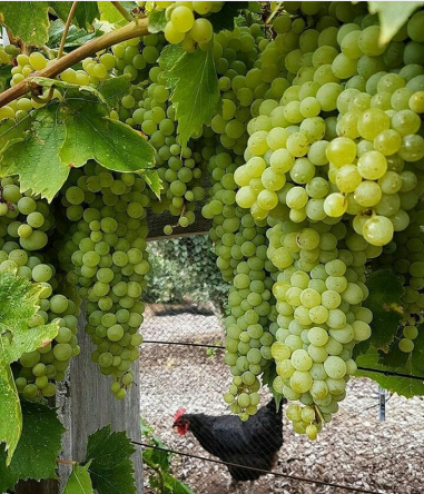 مصارف کود در کشاورزی ایران