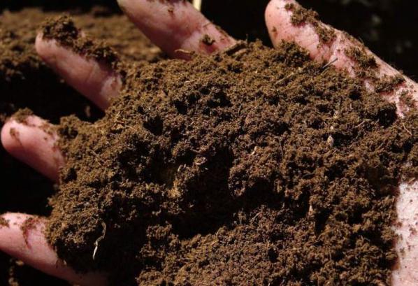 پلیت مرغی چیست؟