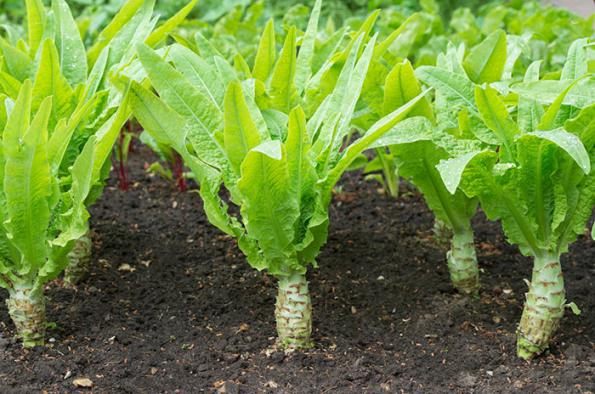 کود مرغی بهترین تغذیه برای سبزیجات 