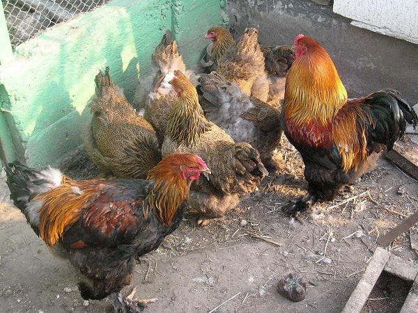 بهترین قیمت کود مرغی برای گندم