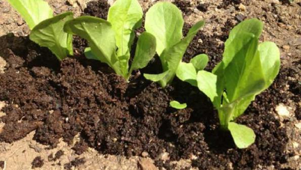 کاربرد کود مرغی در زراعت 