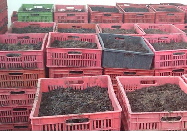 روش کمپوست کردن کود مرغی