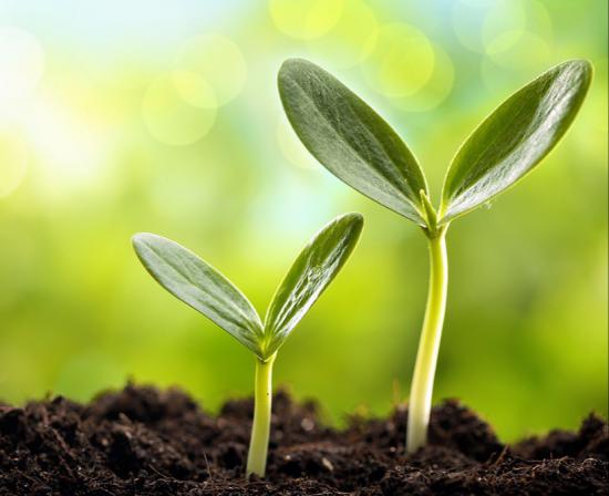 صادرات کود مرغی به خارج کشور 