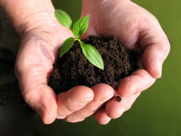 تفاوت کود مرغی گرانول و مایع