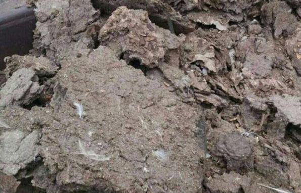 شرکت های تولید کننده کود مرغی