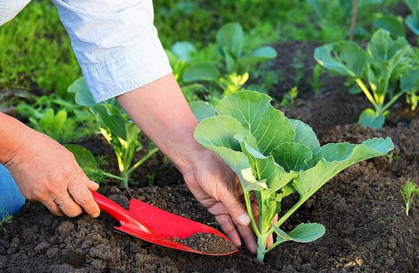 تاثیر کود مایع مرغی روی گیاه