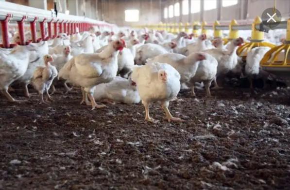 ارزان ترین نوع کود مرغی خالص