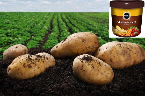 تاثیر کود مرغی بر عملکرد سیب زمینی 