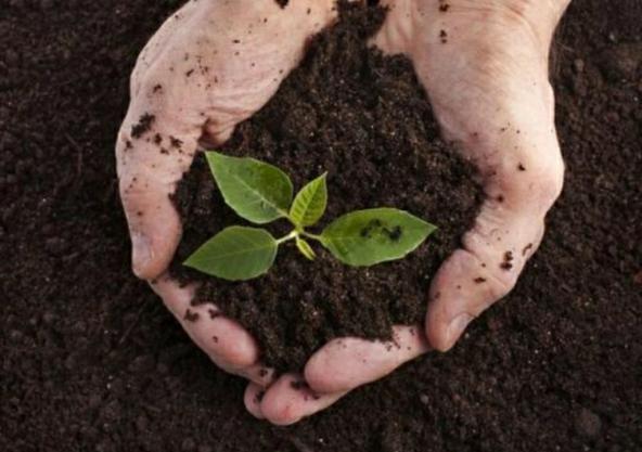 بهترین نوع کود مرغ در بازار 