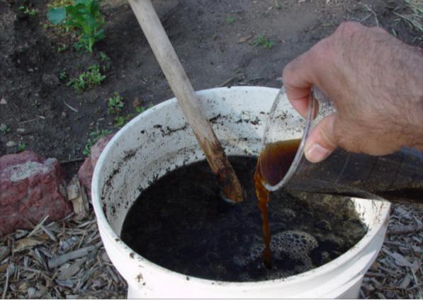 کود مرغی مایع برای گندم