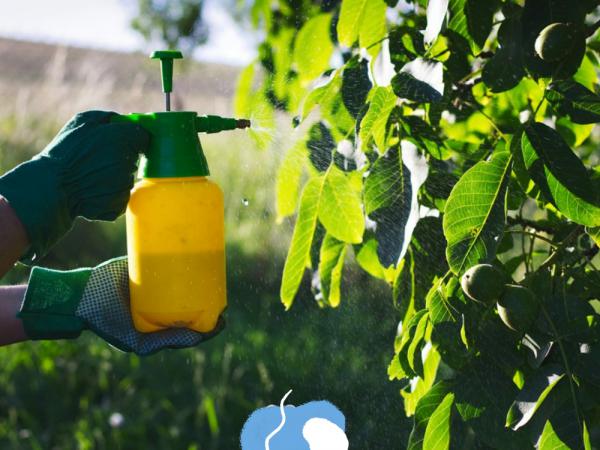 تاثیر کود مرغی برای درخت گردو چگونه است؟